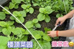 赤峰黃瓜采摘基地電話號碼查詢