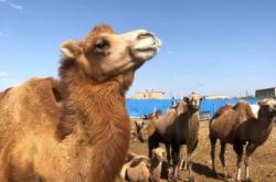 赤峰駱駝酒廠地址電話是多少號(hào)