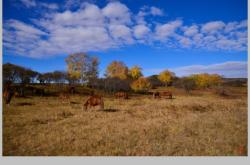 赤峰軍馬場拼車群電話地址查詢