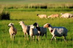 赤峰綠色捷達4s店電話號碼
