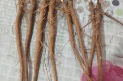 赤峰中藥藥材種植基地電話號(hào)碼