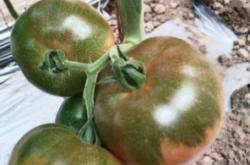 赤峰電動粉草機廠家電話號碼