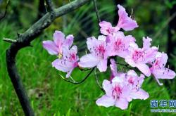 赤峰烏良蘇杜鵑花店電話號碼