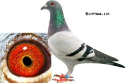 赤峰市酷鴿燒烤地址電話號(hào)碼