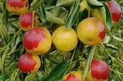 赤峰冬棗采摘園電話多少號(hào)