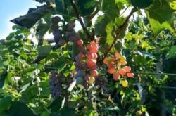 赤峰徐家葡萄園電話多少號(hào)