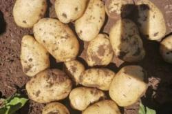 赤峰市土豆代辦公司電話號(hào)碼