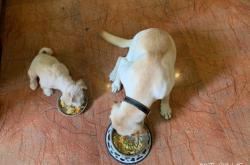 赤峰賣(mài)狗糧電話號(hào)碼查詢(xún)地址