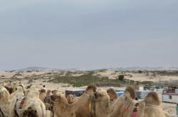 赤峰穿梭機(jī)廠家直供電話號(hào)碼