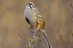 赤峰野生動物舉報網站電話是多少