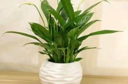 赤峰南園花藝店電話多少號(hào)