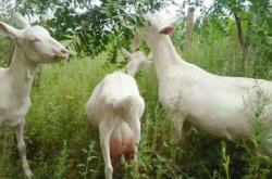 赤峰賣奶山羊的電話號碼是多少