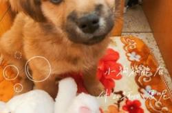 赤峰紅山區(qū)領養(yǎng)貓咪電話號碼