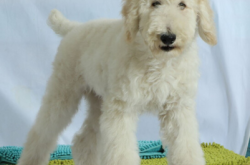 赤峰賣(mài)巨貴犬的地方電話(huà)號(hào)碼