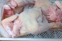 赤峰凍品雞批發(fā)電話地址查詢