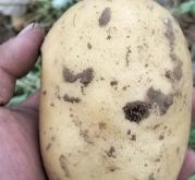 赤峰土豆經(jīng)紀(jì)人電話號(hào)碼是多少