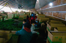 赤峰番茄定植基地電話是多少號