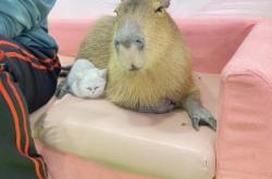 赤峰海洋館水豚館電話號(hào)碼