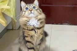 赤峰收養(yǎng)貓咪電話號(hào)碼多少號(hào)