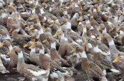 內(nèi)蒙赤峰育苗基地電話是多少號(hào)