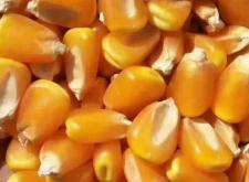 赤峰陳糧批發(fā)電話地址在哪里