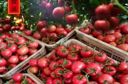 赤峰大柿子批發(fā)電話號碼是多少