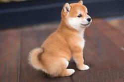 赤峰賣柴犬狗的地方電話號碼