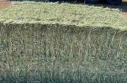 天山燕麥草基地