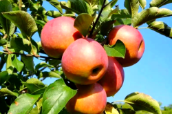 赤峰賣果蔬粉的地方電話號(hào)碼