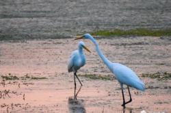 赤峰鳥類交易市場(chǎng)地址電話號(hào)碼