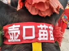 赤峰驢苗繁育基地電話地址查詢