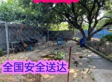 赤峰比熊血統(tǒng)犬舍電話地址查詢
