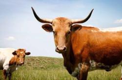 赤峰林東大型養(yǎng)牛廠電話號(hào)碼