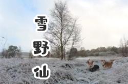 赤峰邊牧交流群電話號碼查詢