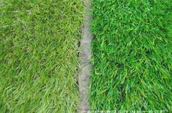 赤峰運(yùn)動(dòng)草皮廠家電話號(hào)碼查詢(xún)