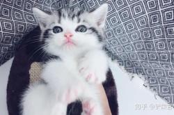 赤峰賣貓糧的電話號碼是多少