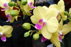 赤峰雨潤花卉批發(fā)電話號碼查詢