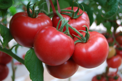 赤峰臻選水果到家超市電話號碼