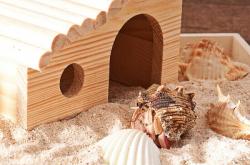 赤峰賣飼養(yǎng)寄居蟹電話地址查詢