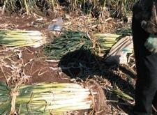 赤峰蔥籽基地在哪里啊電話多少