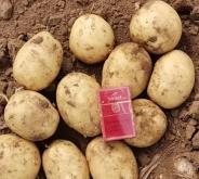 赤峰土豆包裝廠家電話號(hào)碼