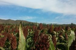 赤峰農(nóng)業(yè)兩全保險(xiǎn)電話查詢號(hào)碼