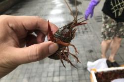 赤峰小龍蝦團(tuán)購生鮮電話號碼