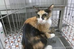 赤峰松山區(qū)貓狗市場電話號碼