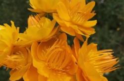 赤峰解憂花鋪電話號碼查詢是多少