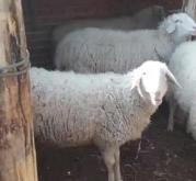 赤峰松山區(qū)牛骨頭店電話是多少