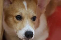 赤峰麥兜寵物店電話地址查詢