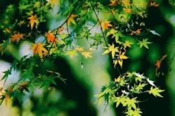 赤峰白柳購物中心電話號碼