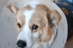 赤峰市寵物柯基店電話號(hào)碼