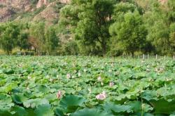 赤峰專業(yè)種植荷花基地電話號碼